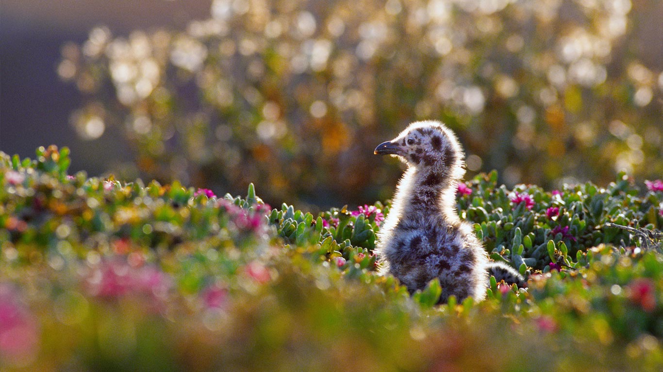 Western gull chick in Channel Islands National Park, California (© George H.H. Huey/Alamy)(Bing Canada)