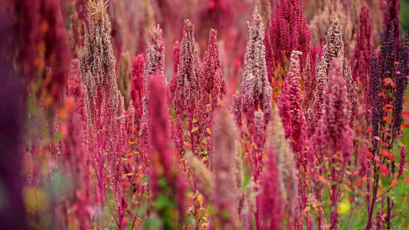 昆诺阿藜，秘鲁 (© Westend61 GmbH/Alamy)(Bing China)
