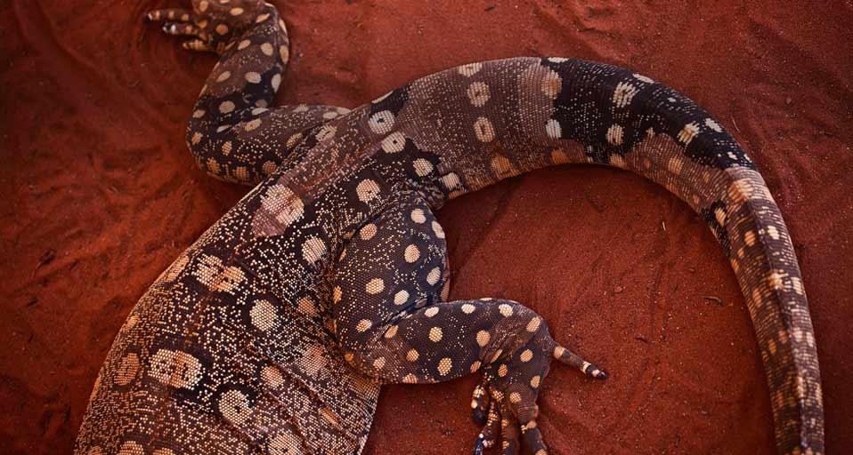 The tail of a perentie in Alice Springs, Northern Territory, Australia (© SIME / eStock Photo) &copy; (Bing Australia)