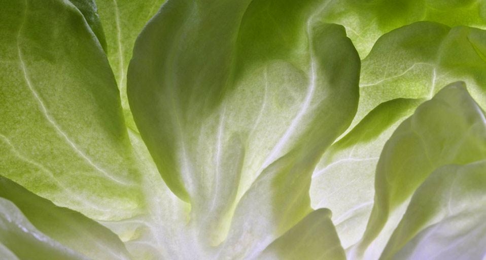 Lettuce leaf (© Sonja Krebs/age fotostock) &copy; (Bing United States)
