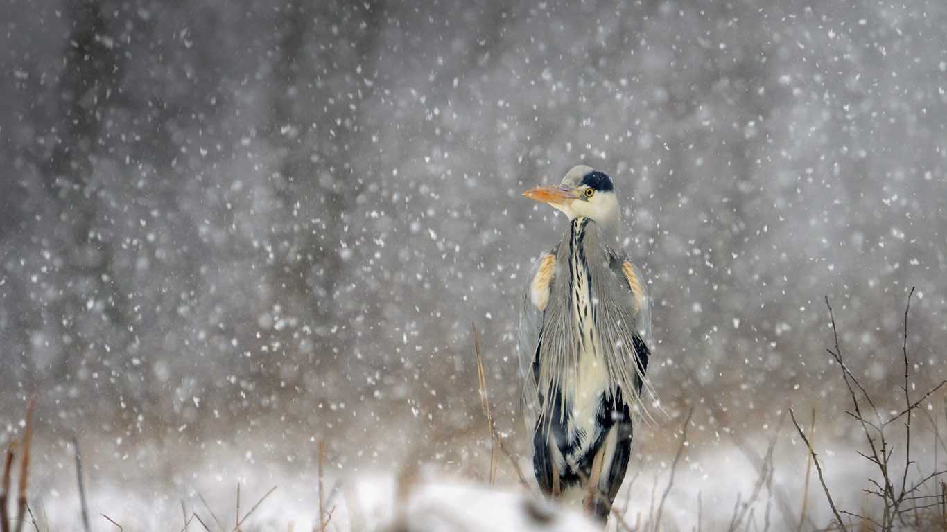 Héron cendré sous la neige à Brognard, Doubs, Franche-Comté (© Dominique Delfino/Corbis)(Bing France)