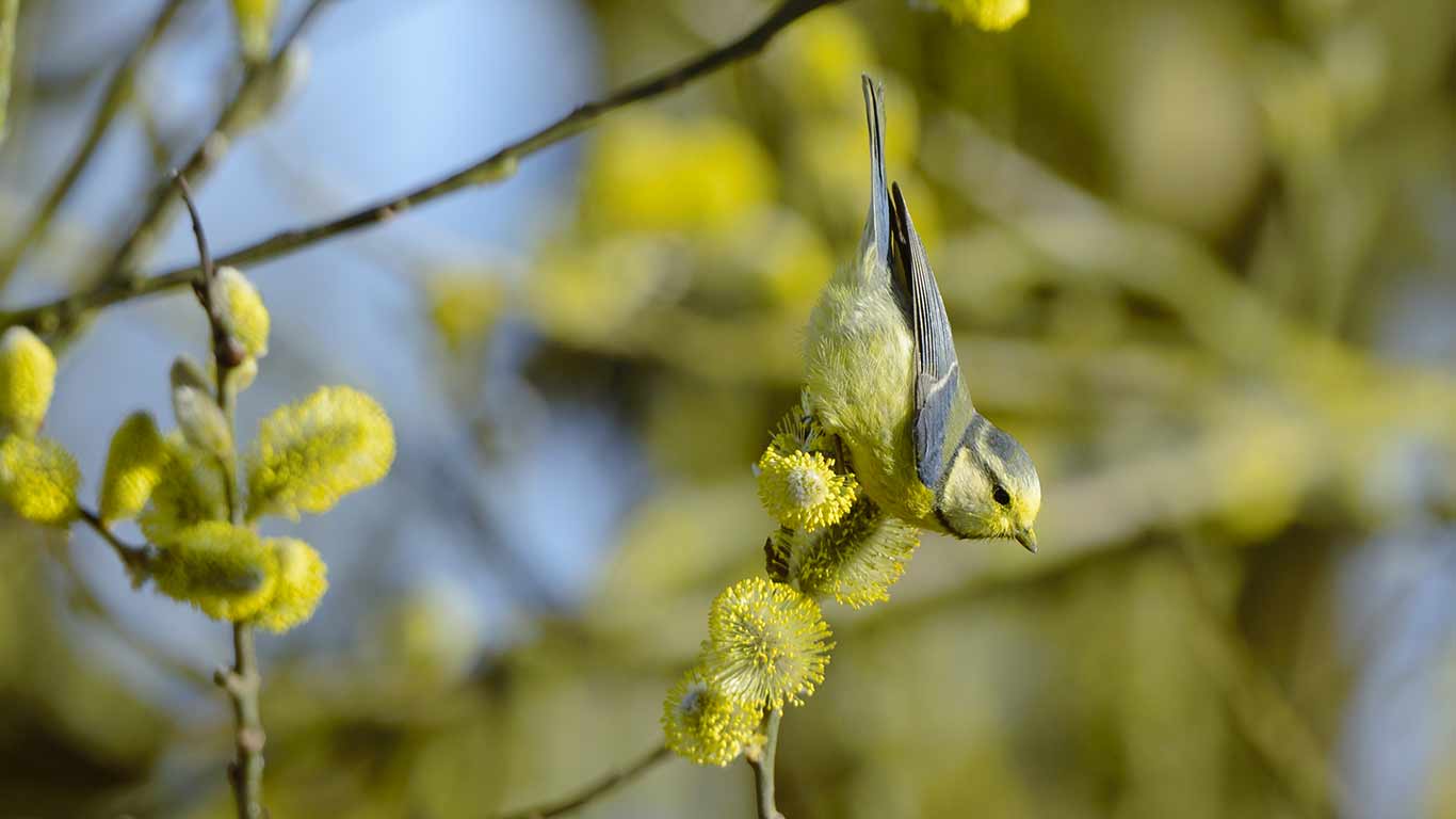 Mésange bleue à la recherche d’insectes, Vosges, France. (© Fabrice Cahez/NPL/Minde)(Bing France)