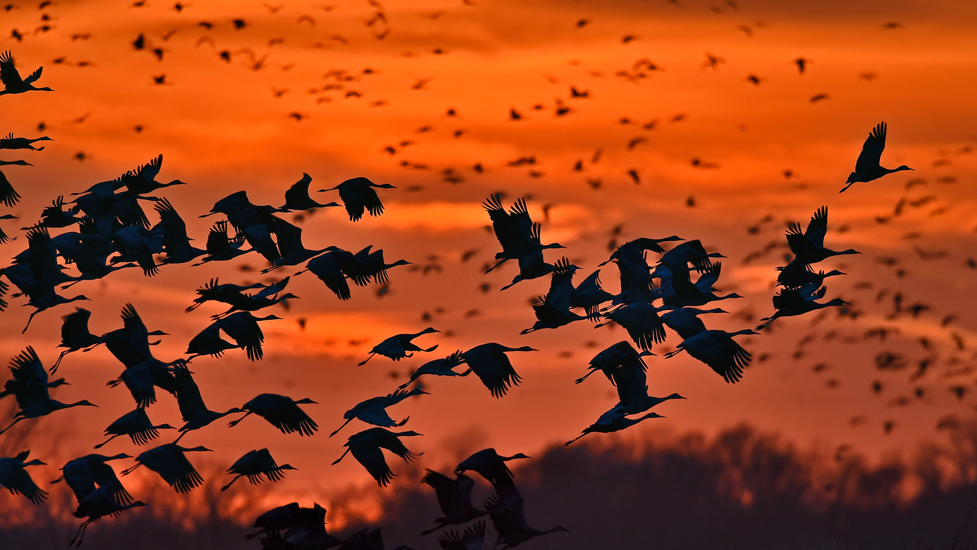 ｢カナダヅルの群れ｣米国ネブラスカ州, プラット川 (© Diana Robinson Photography/Getty Images)(Bing Japan)