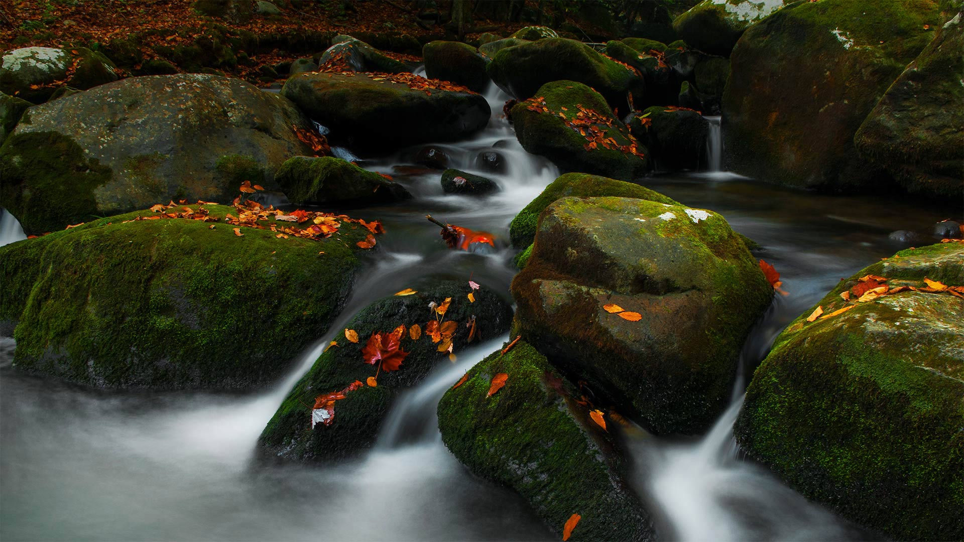 大雾山国家公园中的咆哮叉，田纳西州 (© Bernie Kasper/Getty Images)(Bing China)