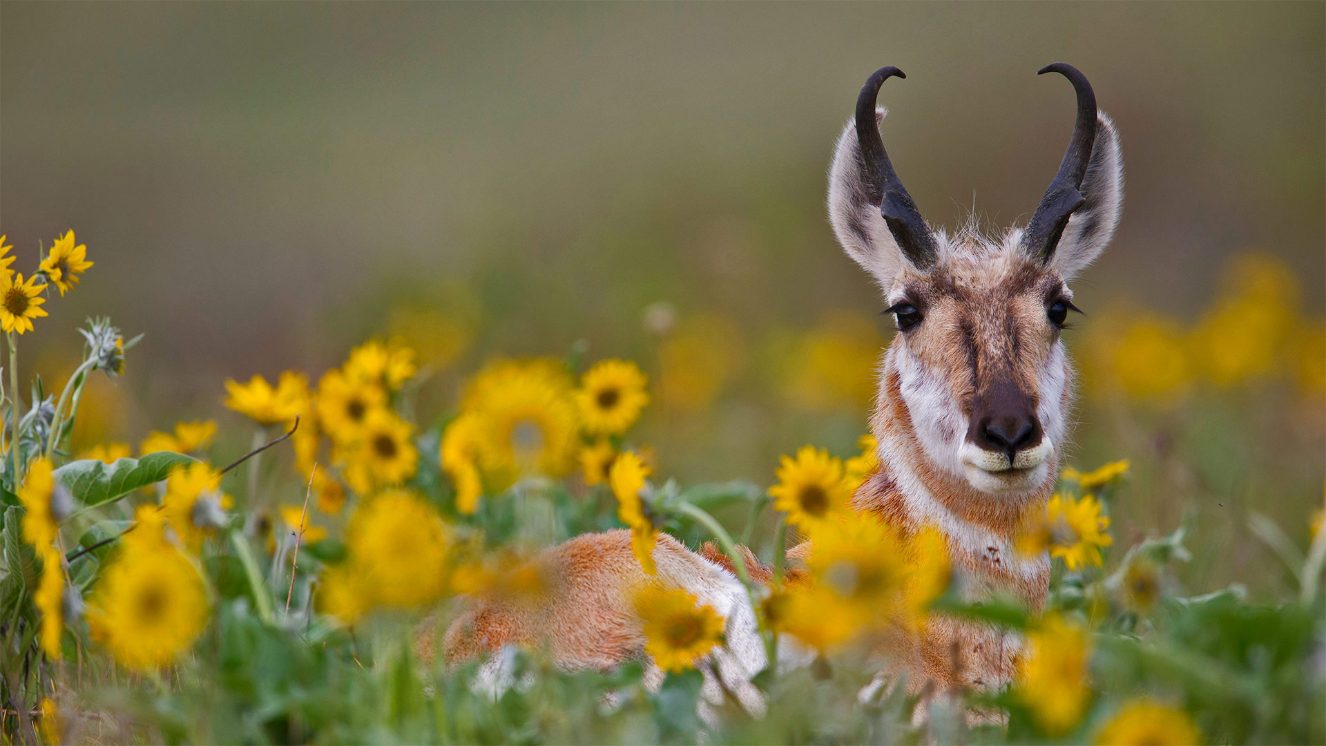Pronghorn buck (© Donald M. Jones/Minden Pictures)(Bing Canada)