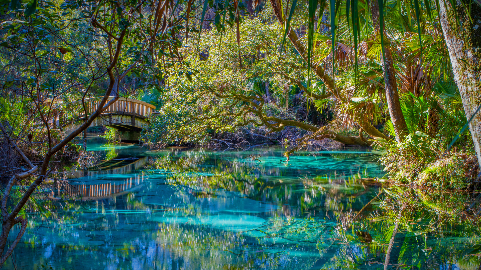Juniper Springs in Ocala National Forest, Florida (© Michael Warren/Getty Images)(Bing Canada)