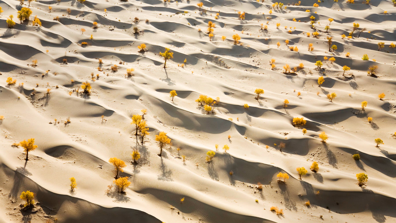 塔克拉玛干沙漠，沙丘和黄色的胡杨树木 (© George Steinmetz/Corbis)(Bing China)