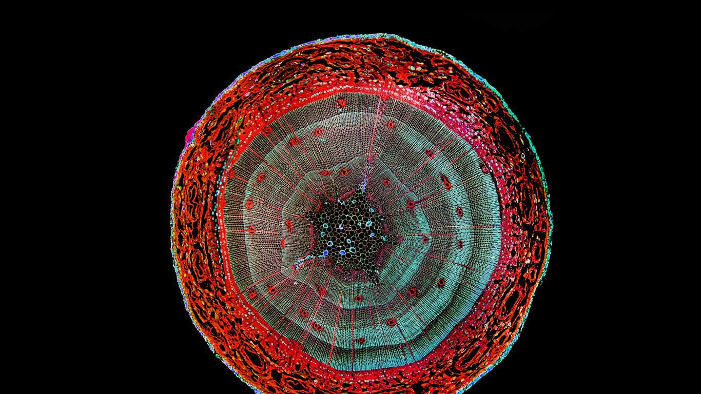 松树杆的截面增强图像 (© Garry DeLong/Getty Images)(Bing China)