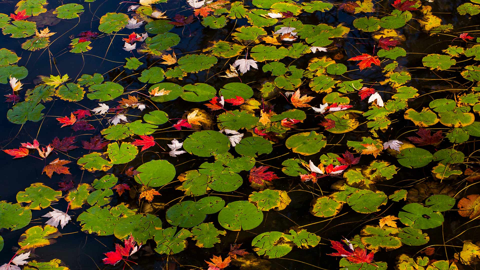 Lily pads and floating autumn coloured leaves, Waterloo, Que. (© Design Pics/Offset)(Bing Canada)