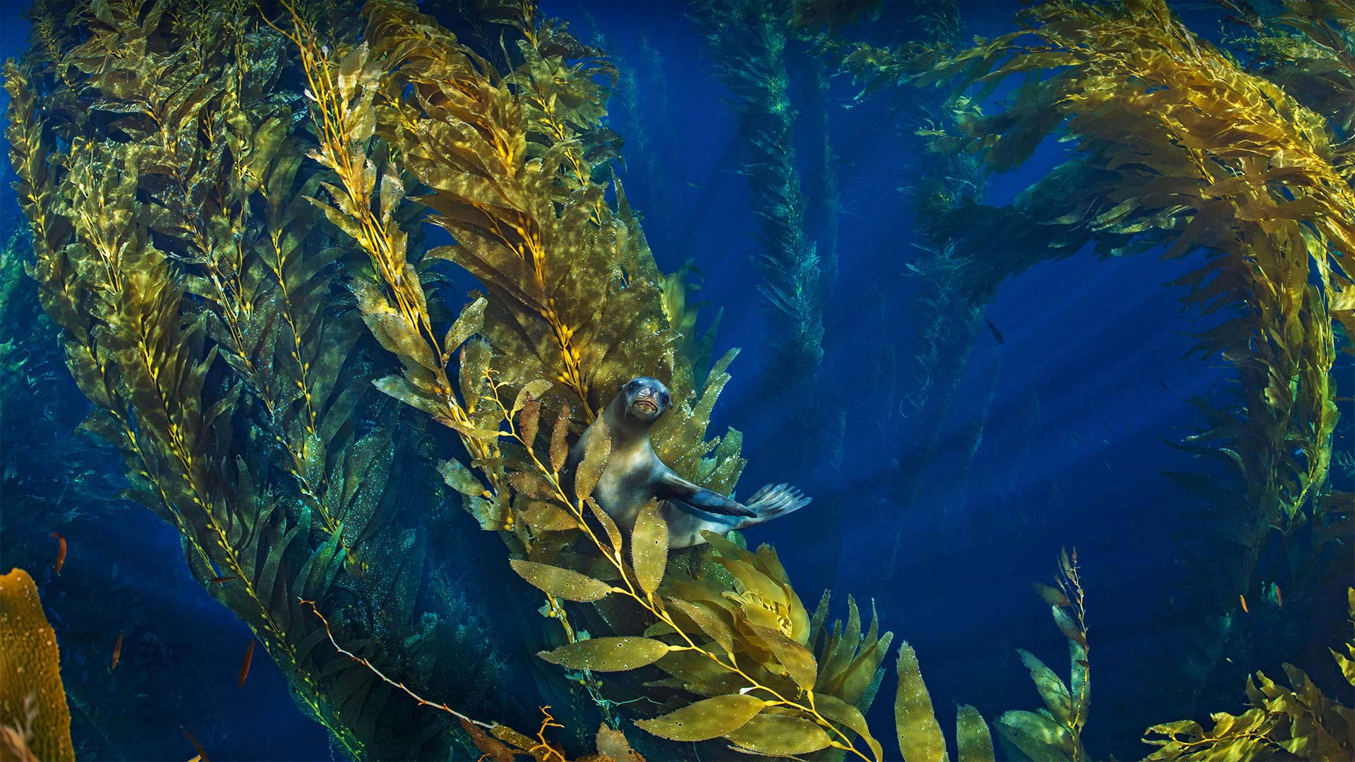 海峡群岛附近巨藻林中的加利福尼亚海狮 (© Nature Picture Library/Alamy)(Bing China)