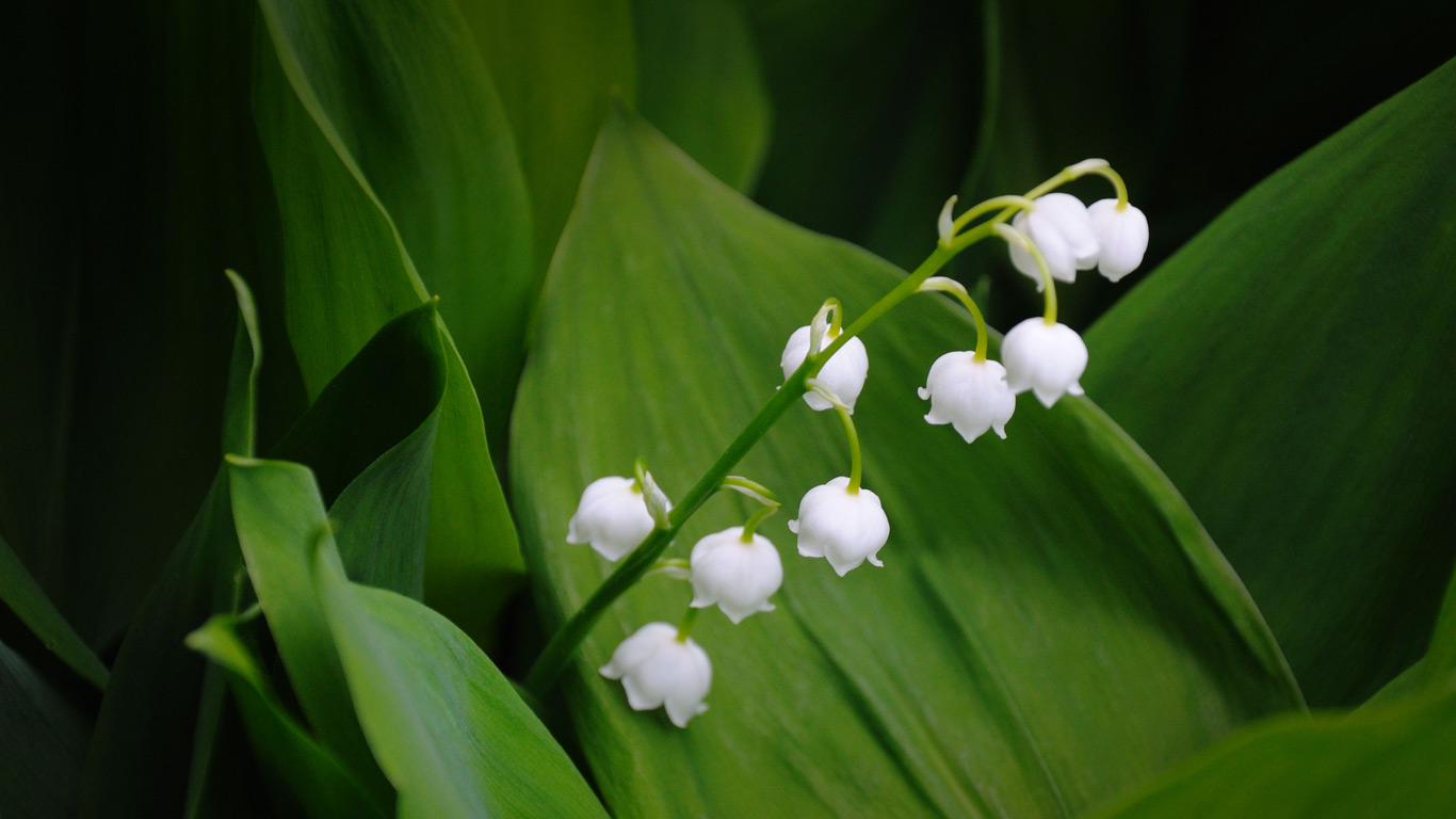 Muguet de mai (© Sergey Orlov/Alamy)(Bing France)
