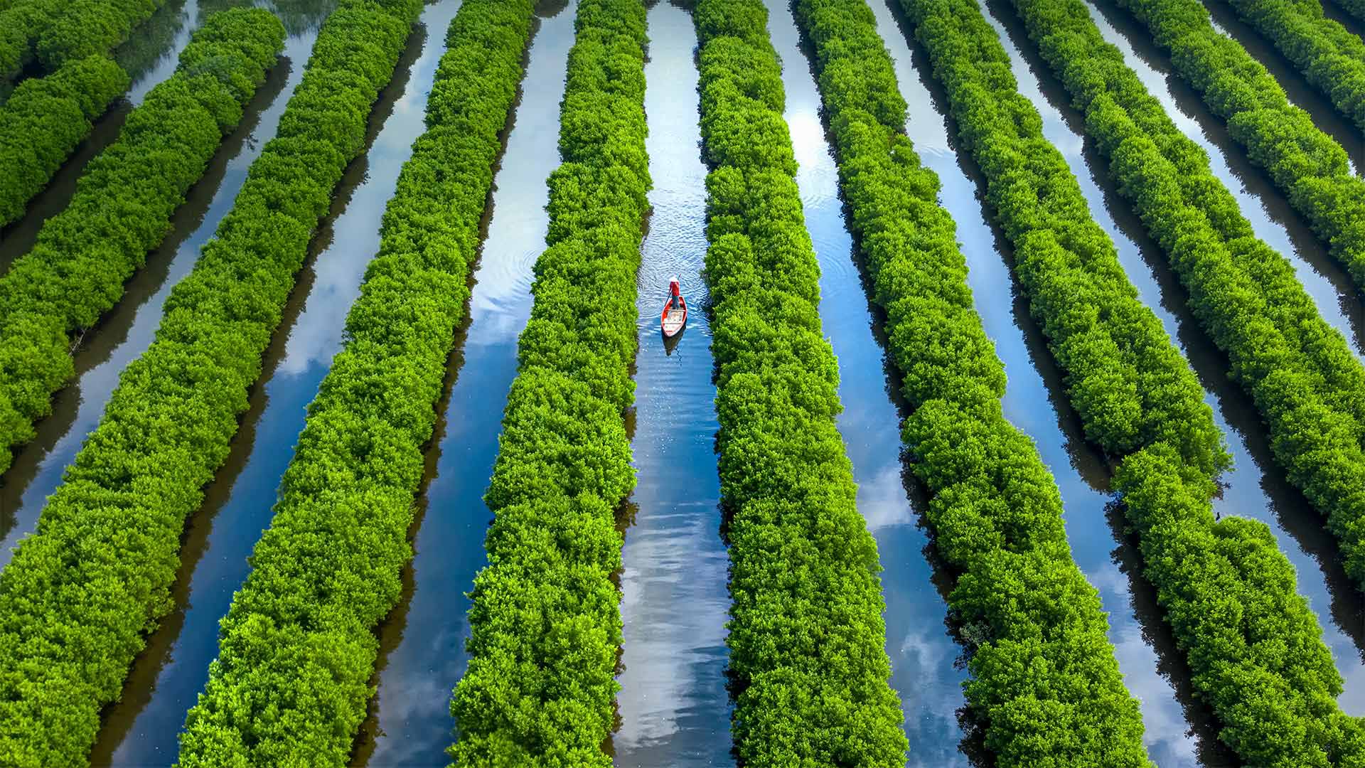 Bàu Cá Cái的红树林，越南广义 (© Robert Harding World Imagery/Offset)(Bing China)