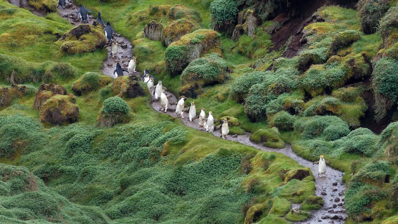Royal penguins at Macquarie Island, Tasmania (© Brett Phibbs/Cultura RM/Alamy)(Bing Australia)