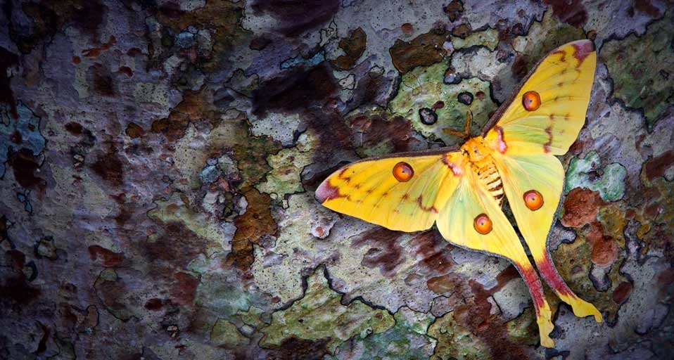黄色的蚕茧 -- Inge Spence/Visuals Unlimited,Inc &copy; (Bing China)