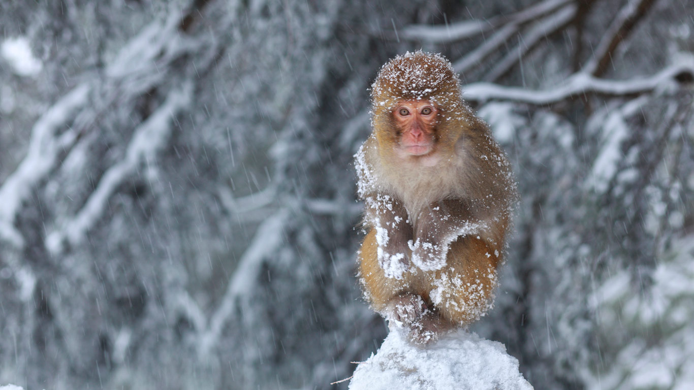 穆里，雪中坐在石头上的猴子 (© Nadeem Khawar/Getty Images)(Bing China)