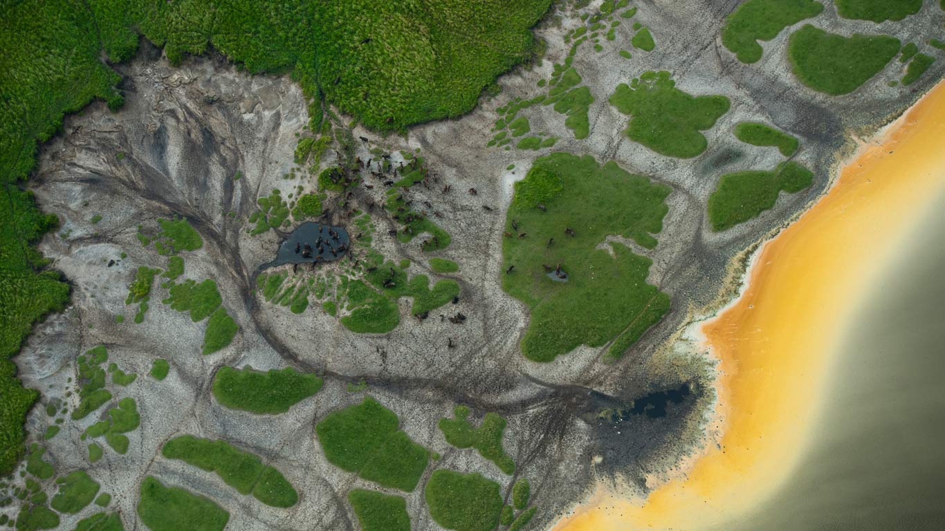 Afrikanische Büffel an einem Wasserloch im Queen-Elizabeth-Nationalpark, Uganda (© Joel Sartoire/Getty Images)(Bing Deutschland)