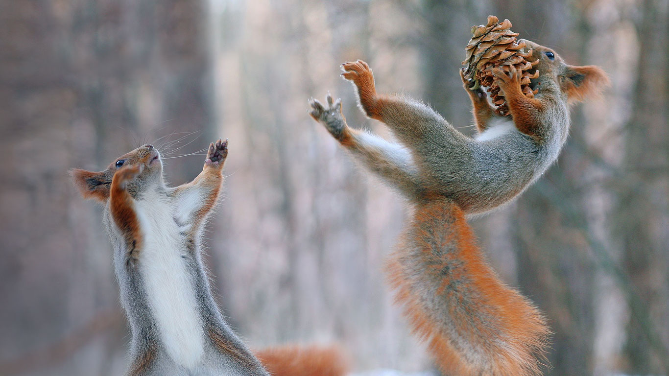 欧亚红松鼠正在行动 (© Vadim Trunov/Solent News/REX Shutterstock)(Bing China)