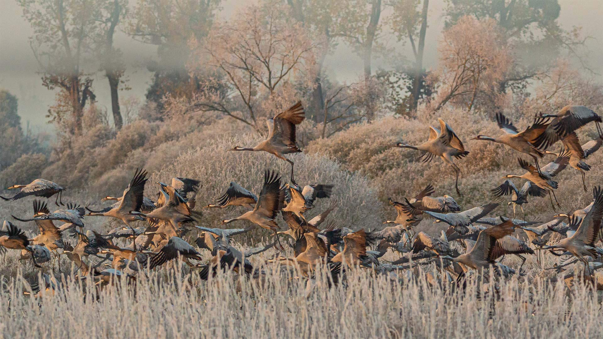 Drömling湿地中的灰鹤，德国 (© Mike Friedrichs/Getty Images)(Bing China)