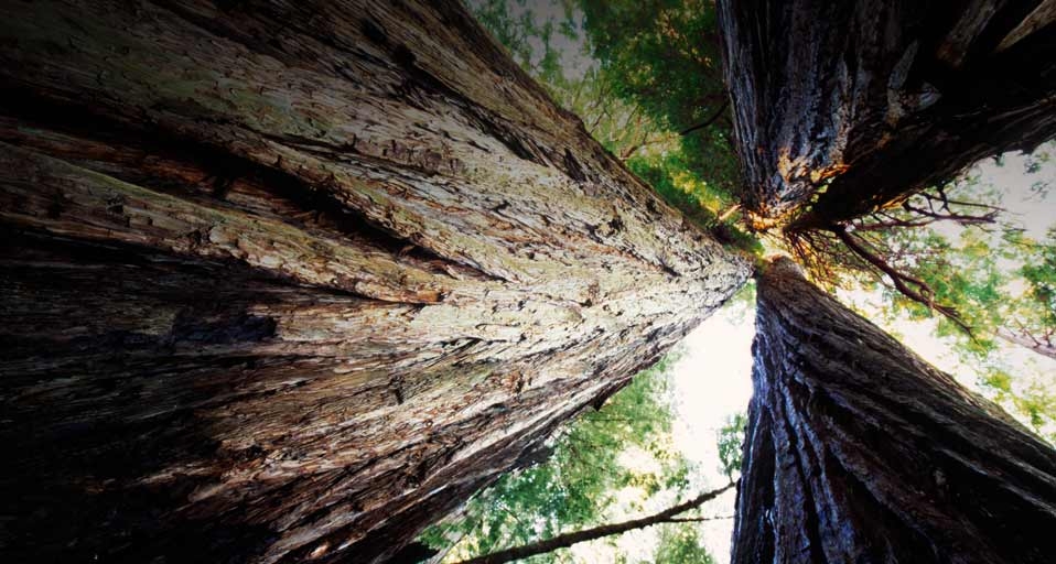 Stand of Redwood trees in Redwood National Park, California  -- Bob Stefko/Getty Images &copy; (Bing Canada)
