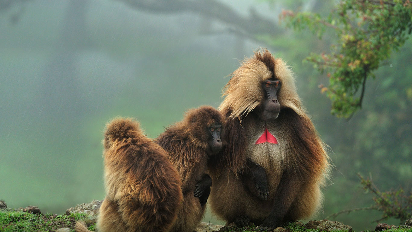塞米恩国家公园内的狮尾狒， 埃塞俄比亚 (© Thomas Marent/Minden Pictures)(Bing China)