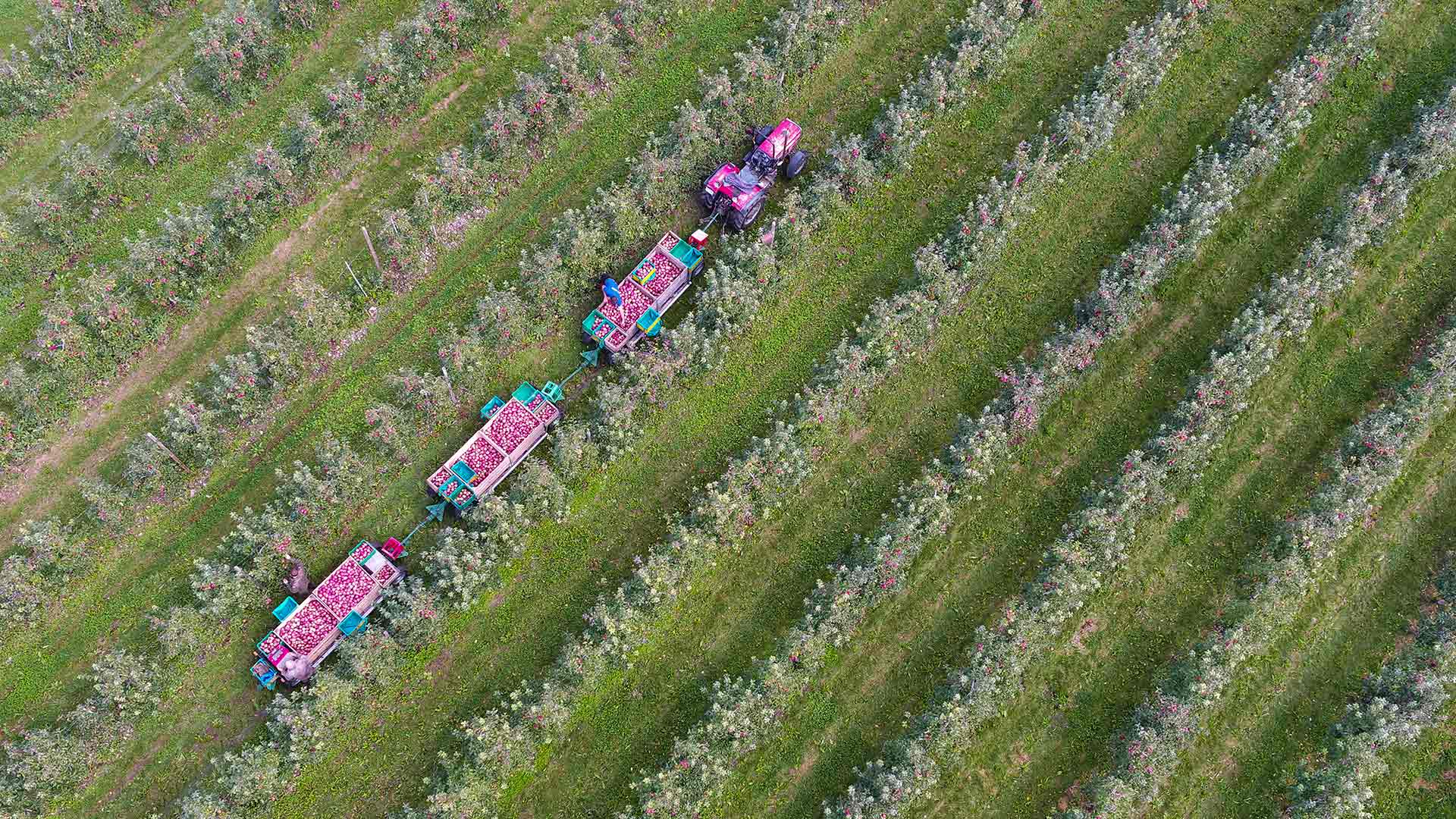 Apfelernte bei Kippenhausen, Immenstaad am Bodensee, Baden-Württemberg (© Felix Kästle/picture alliance via Getty Images)(Bing Deutschland)