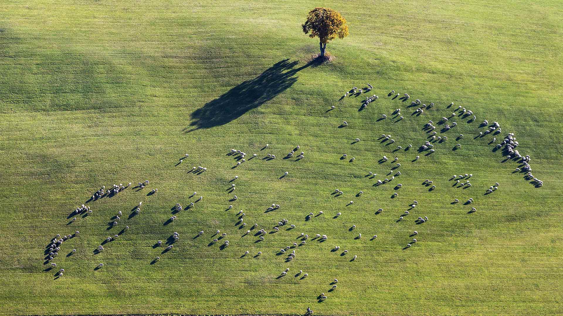 Sheep grazing near Ennabeuren, Heroldstatt, Baden-Wuerttemberg, Germany (© Arnulf Hettrich/Getty Images)(Bing New Zealand)