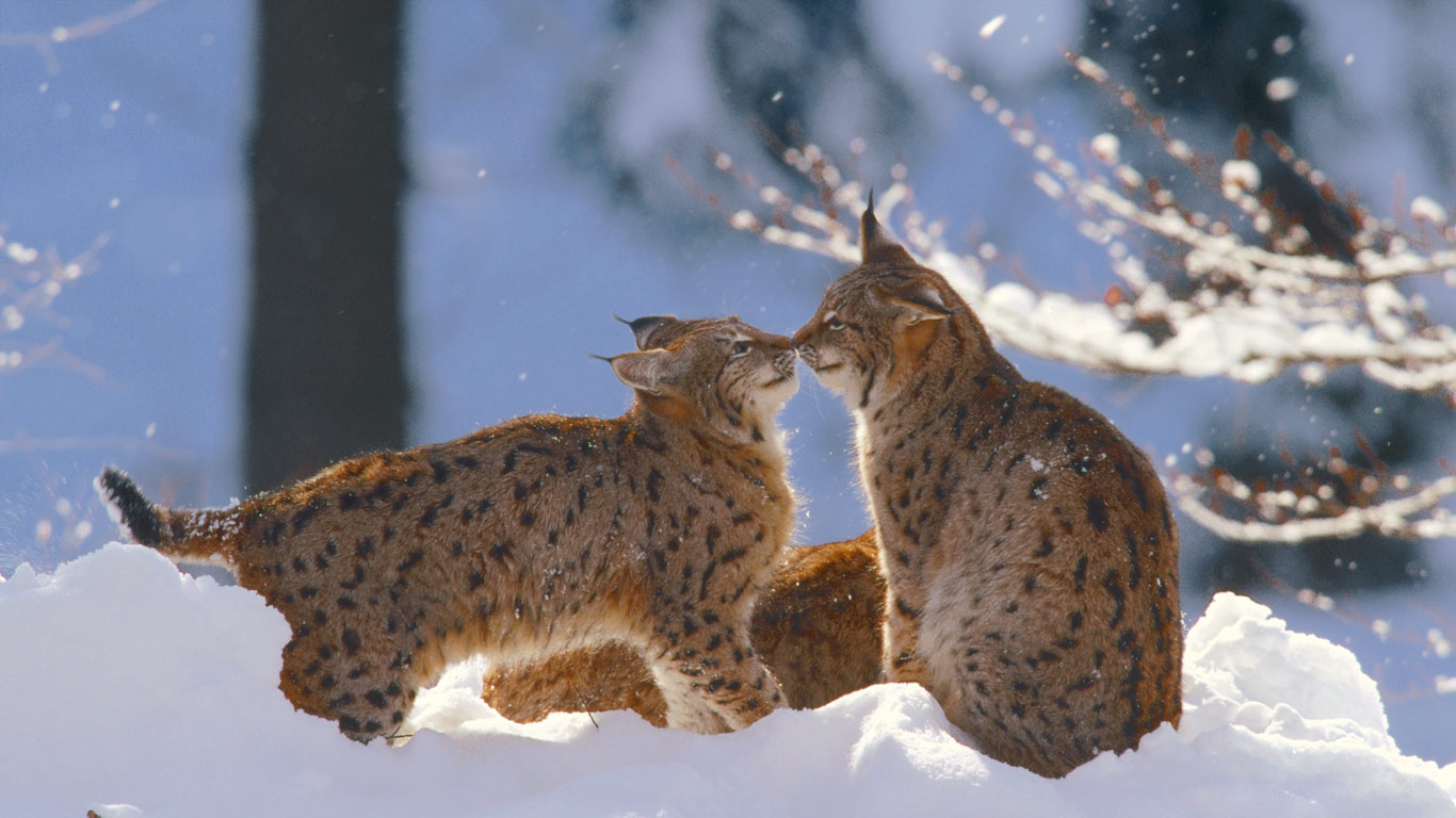 德国巴伐利亚国家森林公园，欧亚猞猁 (© Konrad Wothe/Minden Pictures)(Bing China)