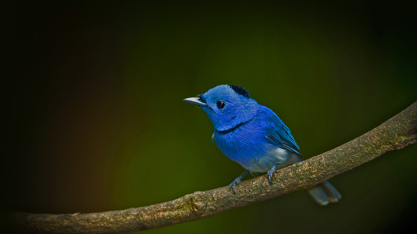 枝头上的黑枕王鹟 (© kajornyot/Shutterstock)(Bing China)