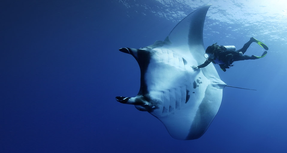Manta ray and scuba diver near the Socorro Islands, Mexico -- Franco Banfi/WaterFrame - Underwater Images/Photolibrary &copy; (Bing United States)