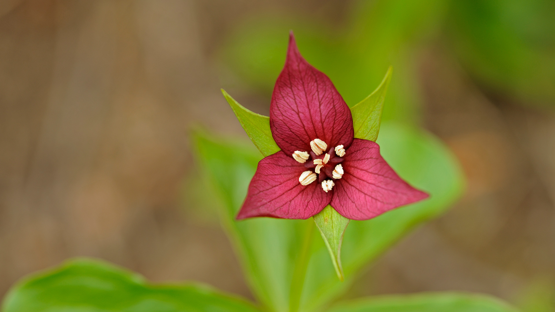 A close-up of the red trillium flower in Algonquin Provincial Park, Ont. (© Jaynes Gallery/Danita Delimont)(Bing Canada)