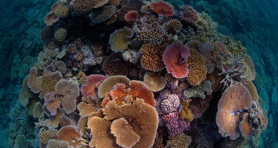 Opal coral in Australia’s Great Barrier Reef -- David Doubilet/National Geographic &copy; (Bing United States)