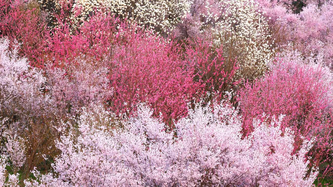｢花見山公園｣福島, 福島市 (© JTB MEDIA CREATION, Inc./Alamy Stock Photo)(Bing Japan)