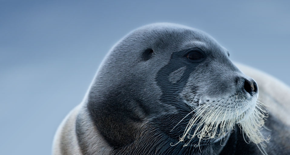 髯海豹 -- Paul Souders/Corbis &copy; (Bing China)