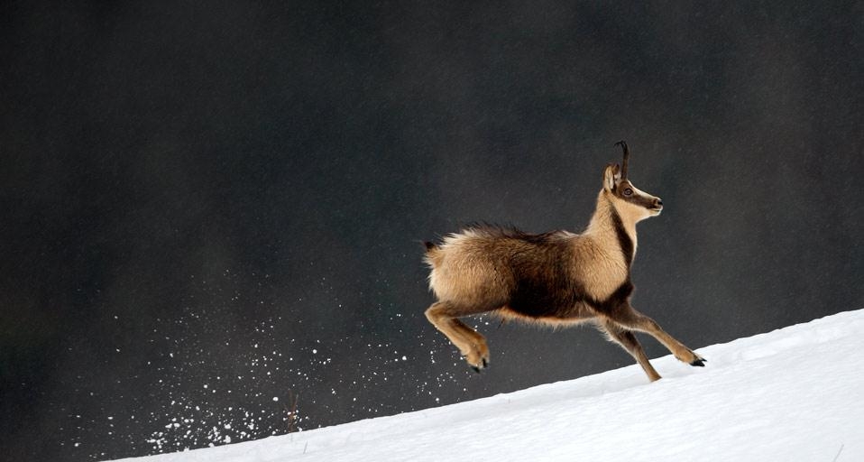 Chamois (Rupicapra Pyrenaica) dans le parc national des Pyrénées (© Louis-Marie Preau/Corbis) &copy; (Bing France)