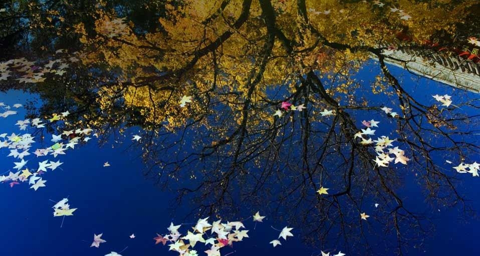 北京香山公园水池内的落叶 (© Liu Xiaoyang/Alamy) &copy; (Bing China)