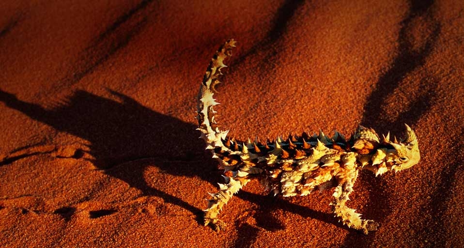 A Thorny Devil lizard walking on a red sand dune near Alice Springs, Australia -- Theo Allofs/CORBIS &copy; (Bing United States)