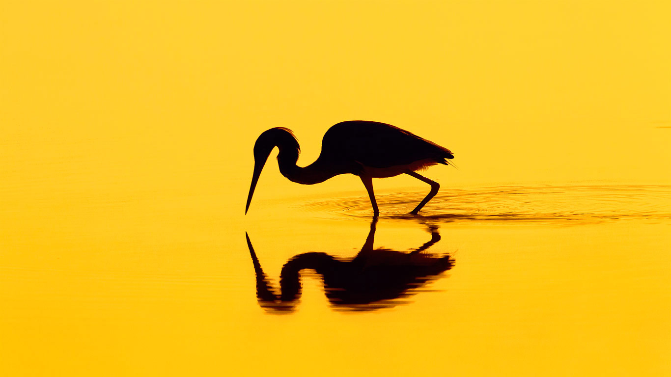 一只苍鹭的剪影 (© Don Mammoser/Shutterstock)(Bing China)