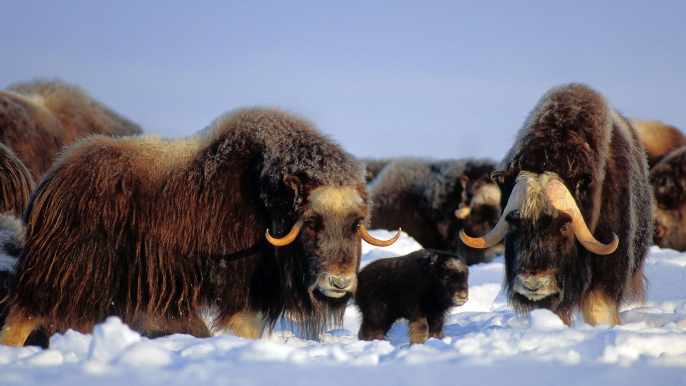 Moschusochsen, Brooks Range, Alaska, USA (© Steven Kazlowski/Corbis)(Bing Deutschland)