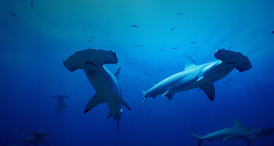 Galapagos scalloped Hammerhead sharks -- Perrine Doug/Pacific Stock/Photolibrary &copy; (Bing Canada)