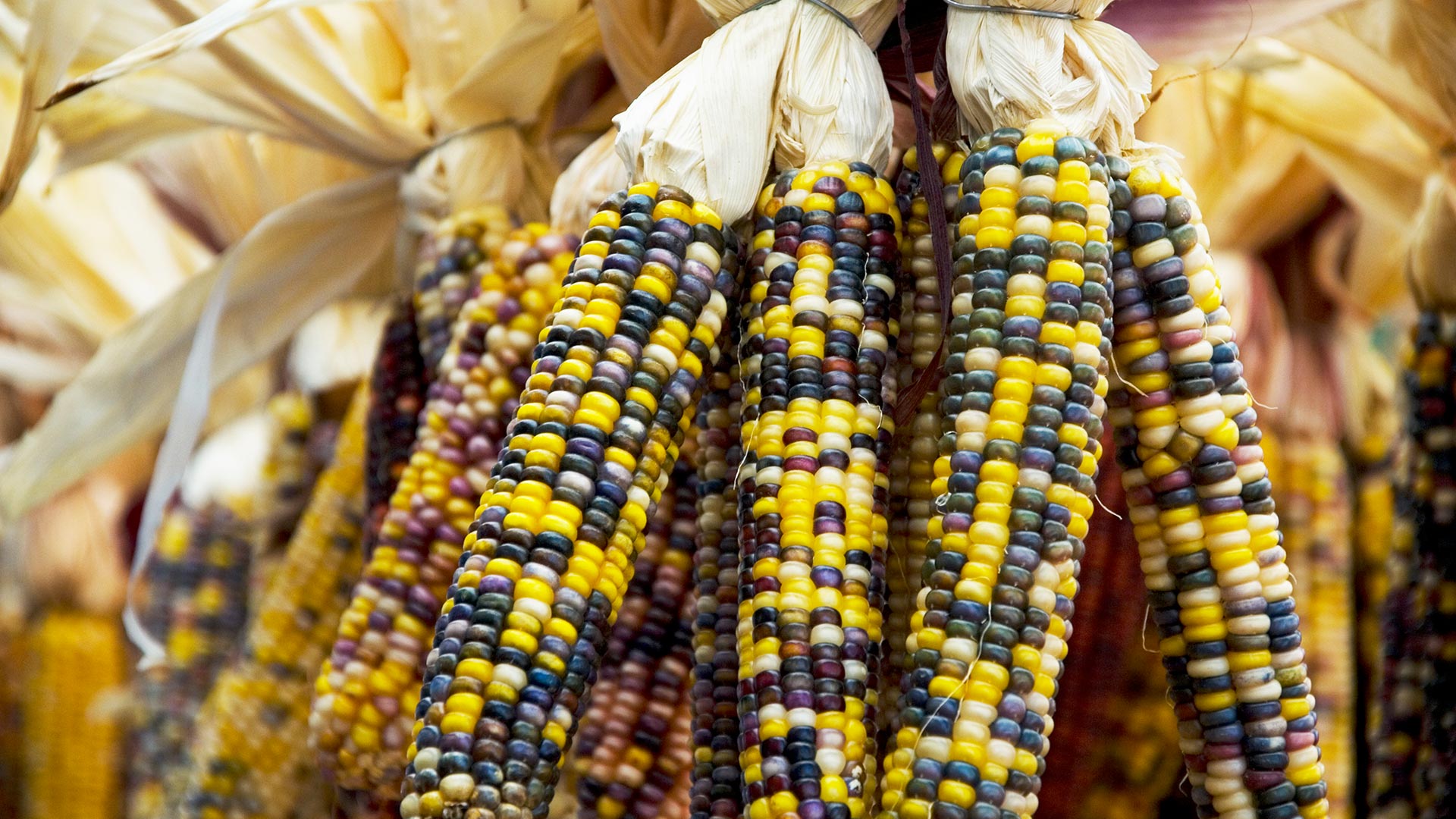 Coloured corn on the cobs at ByWard Market, Ottawa (© Dennis McColeman/Getty Images)(Bing Canada)