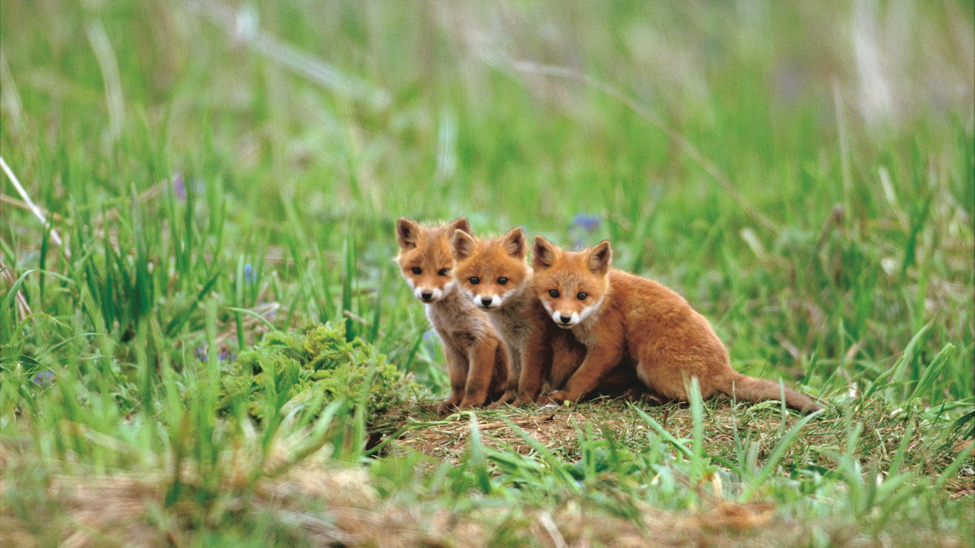 ｢キタキツネの仔｣北海道 (© Gouichi Wada/Minden Pictures)(Bing Japan)