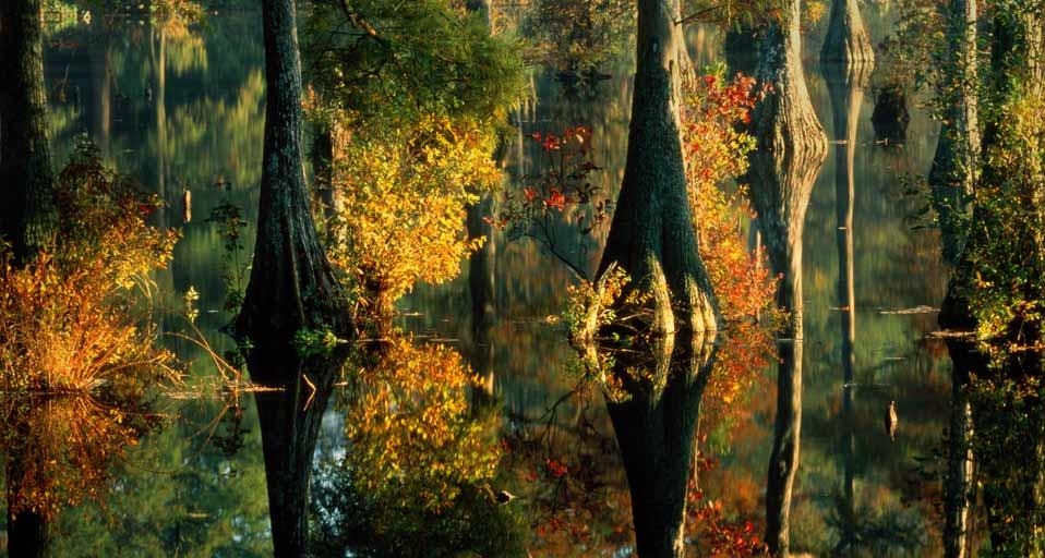 Cypress trees at Trussum Pond, Delaware, U.S.A. (© David Muench/Stone/Getty Images) &copy; (Bing Canada)