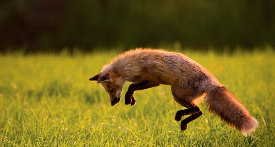 Red Fox hunting on Prince Edward Island, Canada -- John Sylvester/Corbis &copy; (Bing United Kingdom)