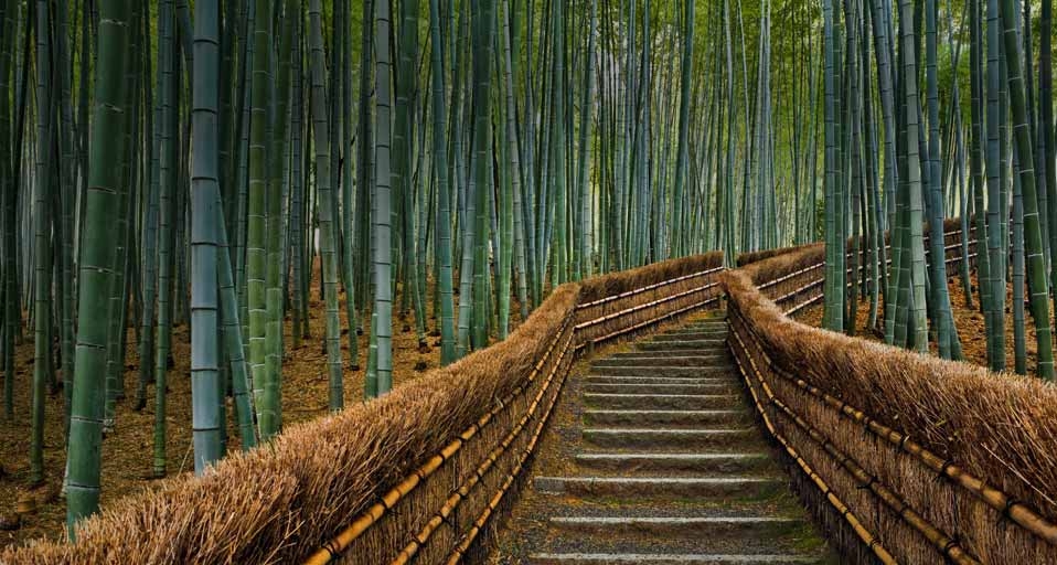 日本京都化野念佛寺道路两旁的竹林 -- Rudy Sulgan/Corbis &copy; (Bing China)