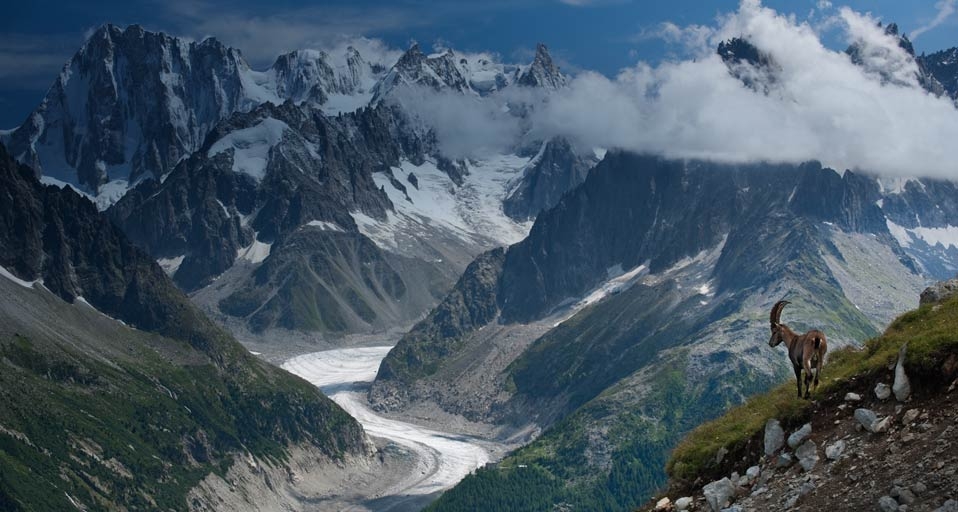 Bouquetin observant la Mer de Glace s’étendant au pied du sommet des Grandes Jorasses, Haute-Savoie -- Rafael Rojas Photography/Getty images &copy; (Bing Canada)