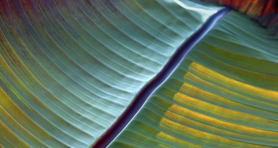 德国小岛的香蕉叶特写 (© Egon Bömsch/Age footstock) &copy; (Bing China)