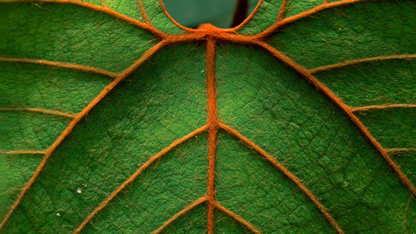 Detail of a leaf in Niah National Park in Sarawak, Borneo, Malaysia (© Thomas Marent/Minden Pictures)(Bing Canada)