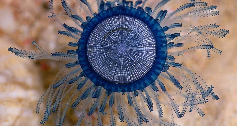 Blue Button (Porpita porpita), Cayman Islands, Caribbean (© Lawson Wood/Aurora Photos)(Bing Canada)