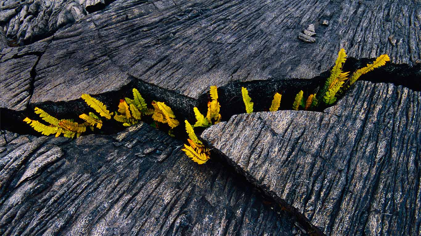 夏威夷火山国家公园，在熔岩裂缝中发芽的蕨类植物 (© Frans Lanting Studio/Alamy)(Bing China)