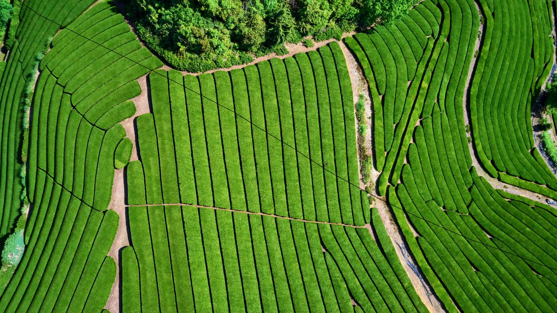 ｢宇治の茶畑｣京都府, 宇治市 (© Tuul and Bruno Morandi/Alamy Stock Photo)(Bing Japan)